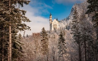 Обои зима, лес, Швангау, Бавария, деревья, замок, Germany, Bavaria, Германия, Neuschwanstein Castle, Schwangau, Замок Нойшванштайн