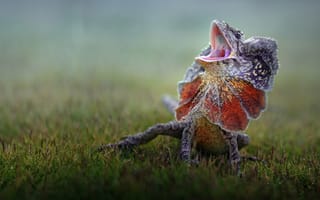 Картинка ящерица, lizard, Fahmi Bhs