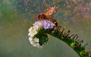 Картинка цветок, оса, flower, Fahmi Bhs, wasp