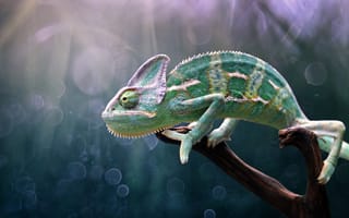 Картинка хамелеон, chameleon, Edy Pamungkas