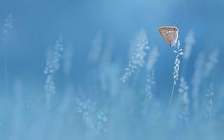 Картинка бабочка, Edy Pamungkas, butterfly