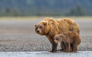 Картинка река, медведица, боке, Аляска, медвежонок, детёныш, медведи