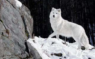 Картинка хищник, зима, волк, волчица, лес, камни, белый, природа, снег