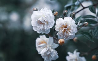 Картинка цветы, природа, ветка, розы, бутоны