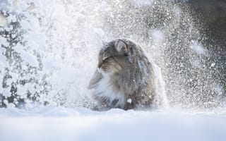 Картинка зима, животное, Светлана Писарева, кот, профиль, снег