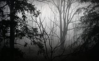 Картинка лес, деревья, монохром, природа, черно-белое, туман