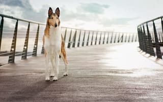 Обои собака, мост