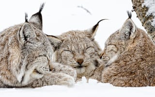 Картинка зима, рыси, трио, дикие кошки, троица, рысь, снег