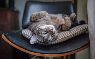Картинка кошка, мордочка, котейка, кот, расслабон, релакс, стул