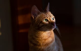Картинка кошка, рыжий, котейка, взгляд, мордочка, кот