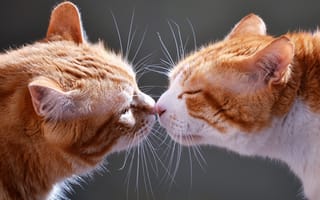 Картинка кошка, рыжие, знакомство, кот, мордочки, парочка
