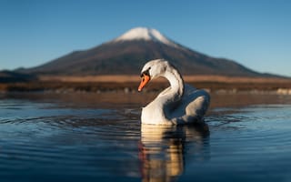 Картинка вода, озеро, вулкан, лебедь, Япония, Фудзияма, птица, гора