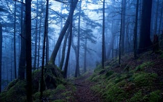 Картинка лес, деревья, природа, Great Smoky Mountains, США, тропинка, туман