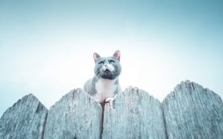 Картинка кот, забор, Владимир Карамазов, fence, cat