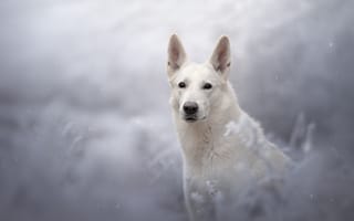Обои взгляд, собака, снег, боке, Белая швейцарская овчарка