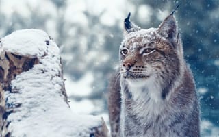 Картинка морда, Олег Богданов, рысь, дикая кошка, снег