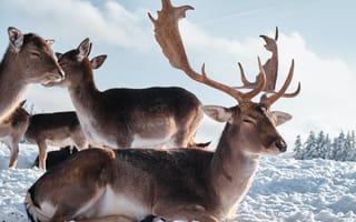 Картинка horns, animals, Deer, winter, mammals, nature, snow