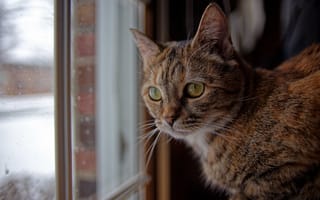 Картинка кошка, взгляд, мордочка, котейка, окно, кот