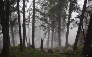 Картинка лес, деревья, туман, природа