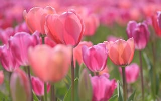 Картинка Тюльпаны, розовые, бутоны