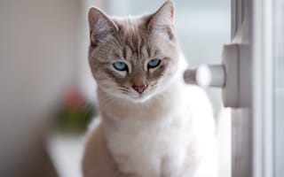 Картинка кошка, мордочка, котейка, взгляд, голубые глаза