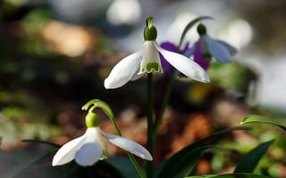 Картинка цветы, природа, первоцветы, весна, подснежники