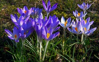 Картинка цветы, весна, крокусы