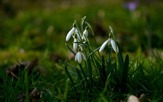 Картинка весна, подснежники, боке