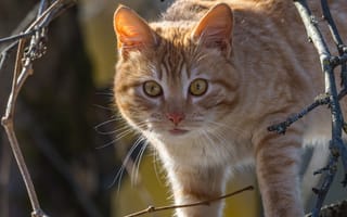 Картинка кошка, ветки, мордочка, Алексей Курлянцев, взгляд, рыжий, кот, котейка