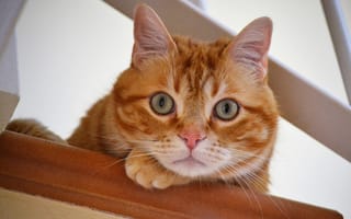 Картинка кот, рыжий, котейка, мордочка, глазища, взгляд