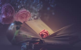 Обои стиль, розы, лепестки, книга, розовые
