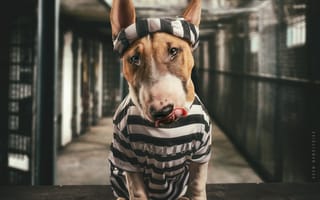Картинка морда, Бультерьер, заключённый, собака, тюрьма