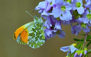 Картинка цветы, крылышки, Зорька, бабочка, Сердечник луговой