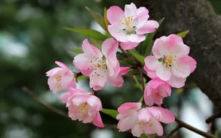 Картинка природа, дерево, ветка, цветки, весна, яблоня, цветение