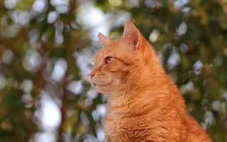 Картинка кошка, рыжая, профиль, котейка, боке, портрет