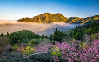 Картинка лес, деревья, горы, Taiwan, Тайвань, сакура, чайная плантация, Уезд Цзяи, Chiayi County