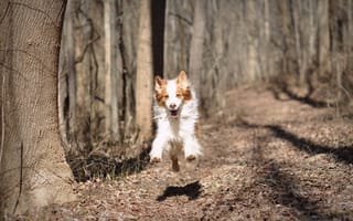 Картинка собака, природа, бег