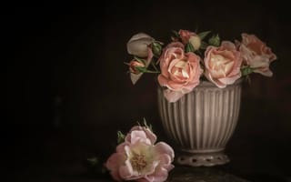 Картинка розы, ваза, бутоны