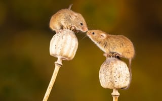 Картинка маки, Nick Fewings, сухие стебли, rodent, мышь-малютка, mouse, Micromys minutus, грызун