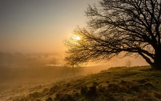 Картинка деревья, природа, туман