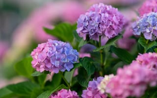 Картинка цветы, цветение, боке, гортензия, сиреневые, кусты, соцветие