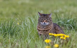 Картинка трава, цветы, котэ, серьёзный, кот, взгляд