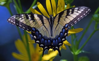 Картинка цветок, бабочка, макро, лепестки, крылышки, Махаон