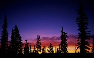Картинка небо, закат, деревья