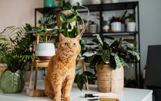 Картинка кошка, котейка, цветы, кот, рыжий