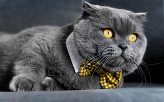 Картинка кот, котофеич, взгляд, Британская короткошёрстная кошка, котэ, джентельмен, галстук-бабочка, мордочка