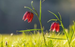 Картинка трава, солнце, Germany, Fritillaria meleagris, цветы, боке, Рябчик шахматный, Sinngrund