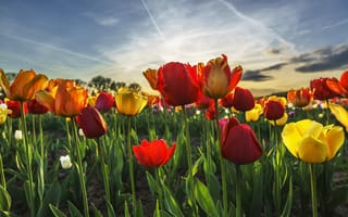 Картинка цветы, природа, весна, тюльпаны