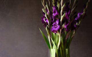 Картинка букет, ваза, гладиолусы, фиолетовые
