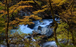 Картинка осень, деревья, Япония, речка, ручей